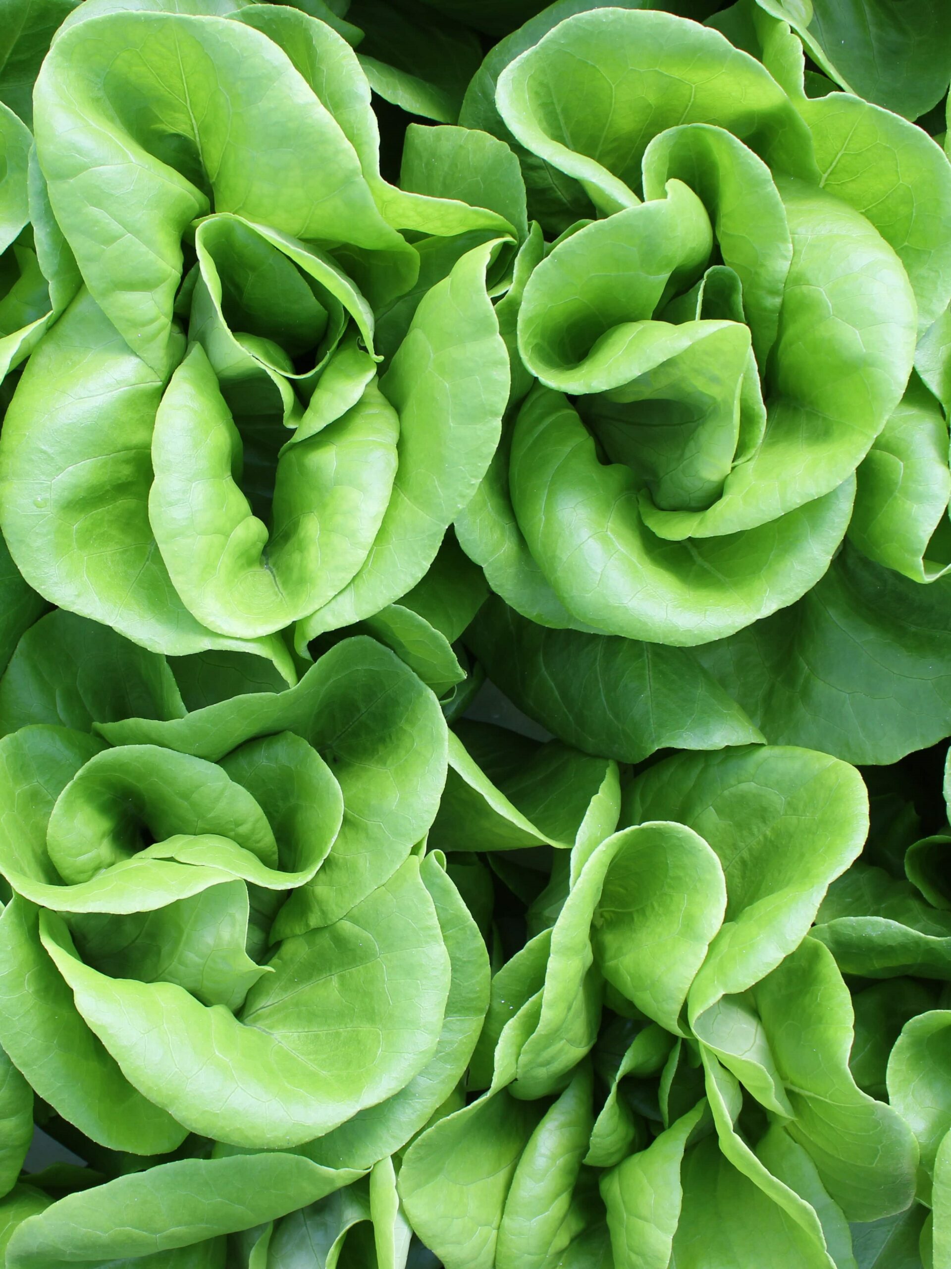 greenhouse-28-min_3x4