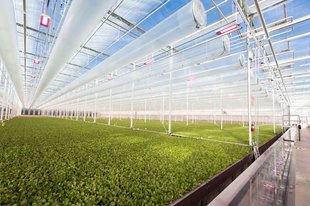 Revol Greens Greenhouse