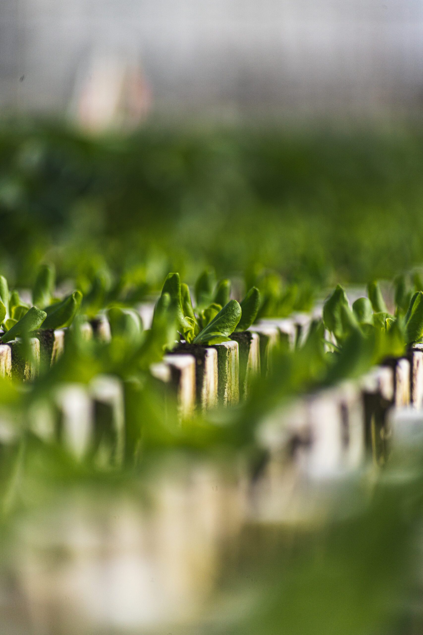 revol-greens-feb21-22