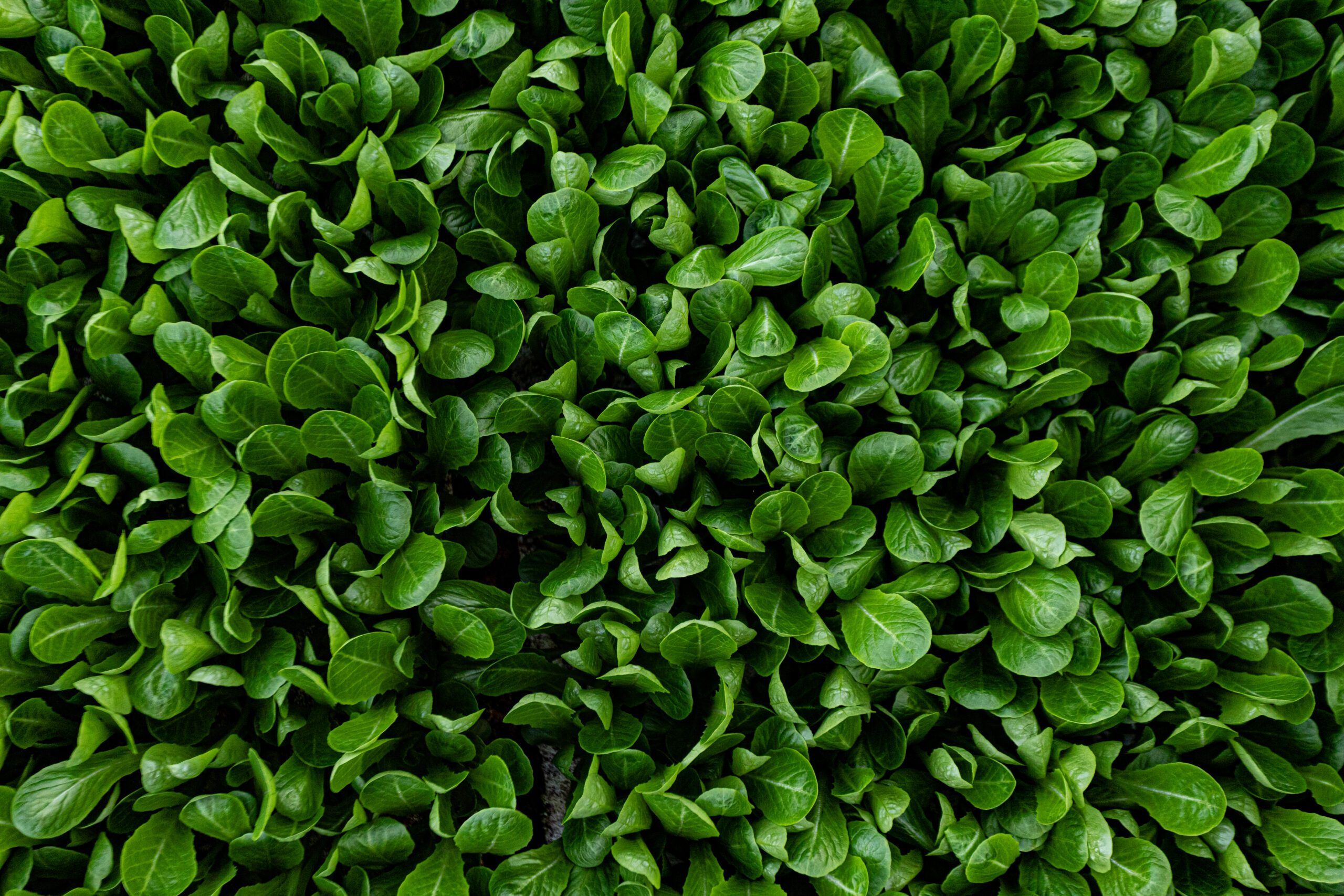 revol-greens-feb21-57