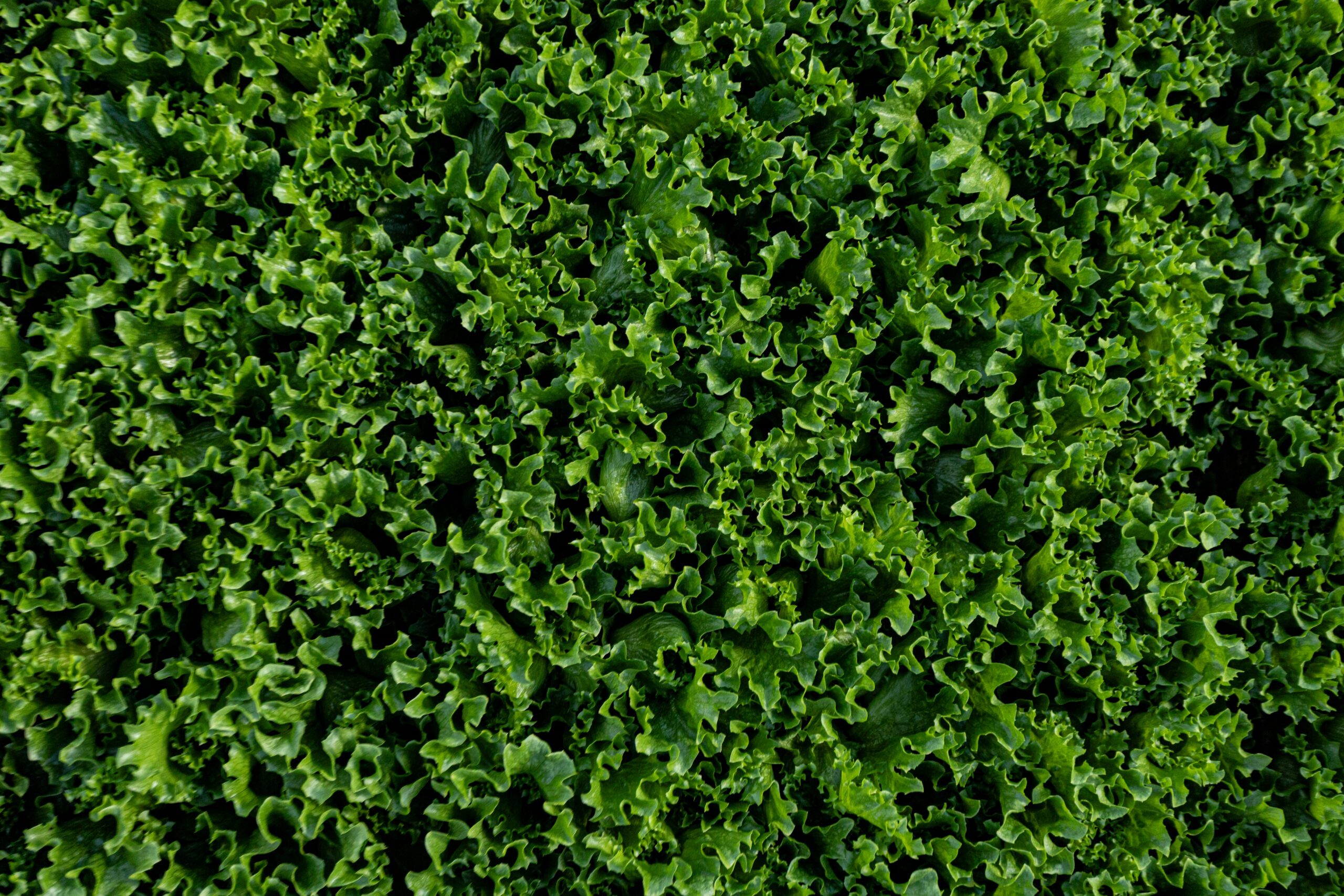 revol-greens-feb21-58