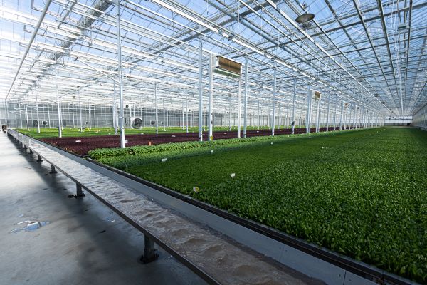 Revol Greens Greenhouse